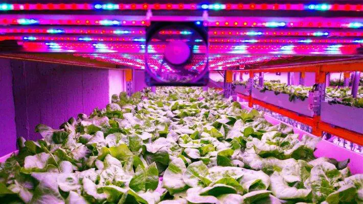 The UK has recently welcomed one of its most technologically advanced indoor farms in Gloucestershire, boasting remarkable capabilities in salad production.