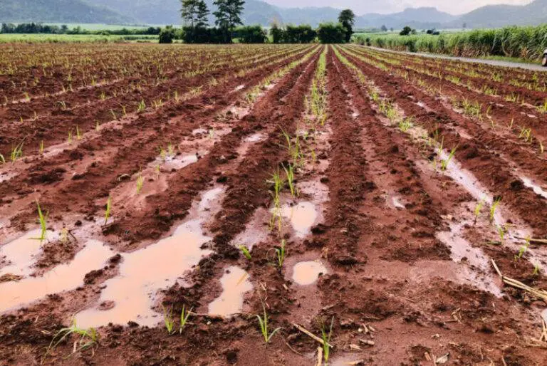 The UK is grappling with the aftermath of a 'washout winter,' which threatens to drive up prices for essential goods such as bread, beer, and biscuits, as key crop yields face a significant decline of nearly a fifth due to unprecedented wet weather conditions.