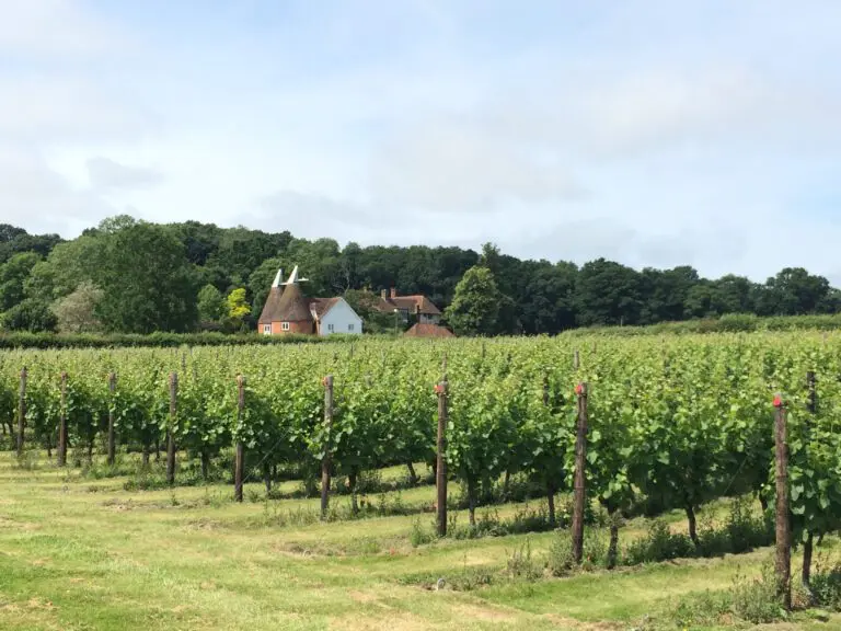 The English wine industry is experiencing a remarkable transformation, driven by increased investment, expanding vineyards, and a growing list of international awards.