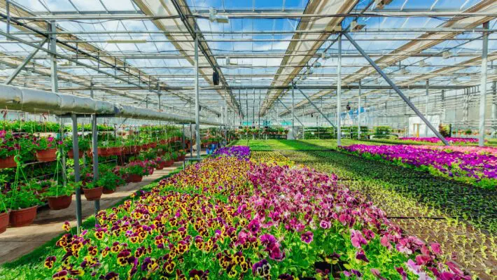 Nurseries and garden centres in Britain and Europe are raising alarms over the inefficiencies of new post-Brexit border posts, which are causing delays, damage, and significant extra costs for plant importers.