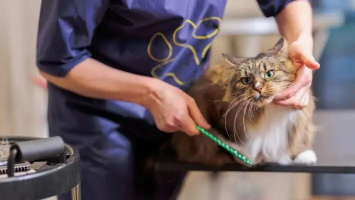Cats are famously fastidious creatures, often spending hours meticulously grooming themselves. However, even the most dedicated feline can benefit from professional grooming.