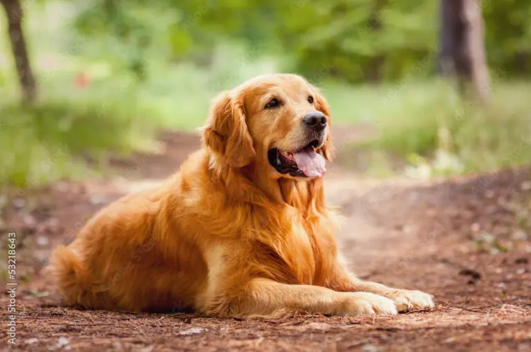 Golden retrievers are among the most beloved family pets, known for their friendly demeanor and adaptability. While genetics play a role in their temperament, early socialization is the key to raising well-rounded, confident dogs.