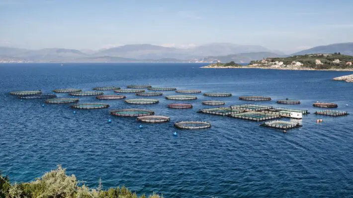 Scottish salmon exports soared to a record-breaking £844 million in 2024, cementing its status as the UK’s top food export, driven by booming sales in France and the United States.