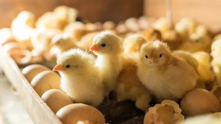 We’ve talked a lot about purpose, and while it should be at the very heart of your organisation, it’s been long debated what should come first - a clear purpose or the ‘right people’? It’s ‘the chicken or the egg?’ equivalent for business. 