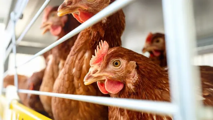 Chancellor Rachel Reeves rules out lowering UK food and vehicle import standards, including chlorinated chicken and hormone-treated beef, ahead of US trade negotiations in Washington.