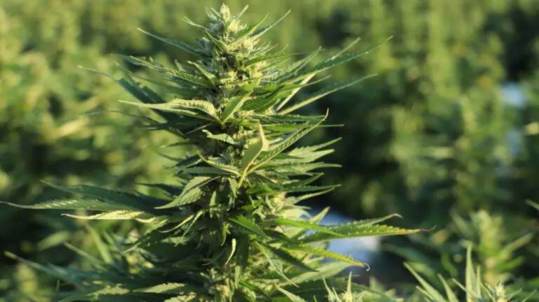 CBD flowers have become a popular product for those who are searching for the benefits of cannabidiol or CBD without the psychoactive effects. The popularity of natural remedies and holistic health is increasing as well.