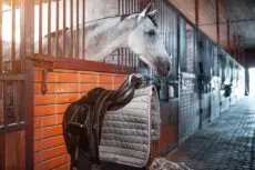 In the competitive world of equine supplements, Equell Nutrition Limited stands out for its commitment to quality, science, and putting horses and their owners first.