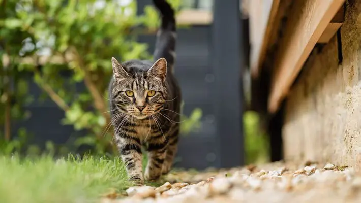 In today’s world, there has been a massive shift: more and more people view their pets as family members or even children, rather than simply animals.