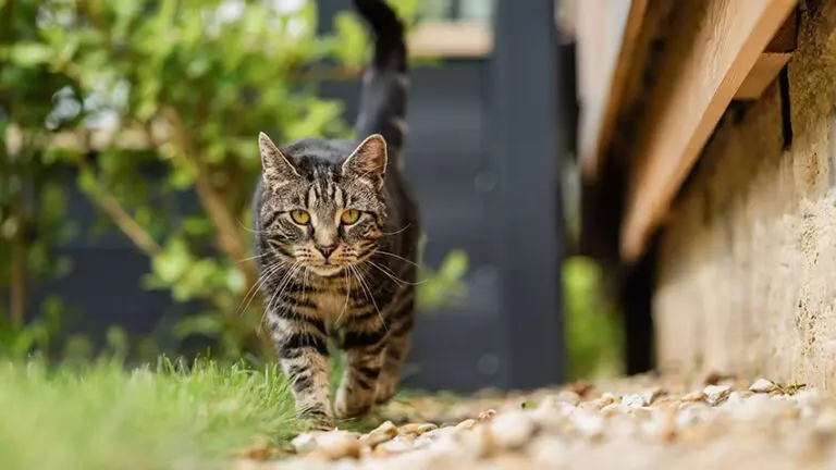 In today’s world, there has been a massive shift: more and more people view their pets as family members or even children, rather than simply animals.