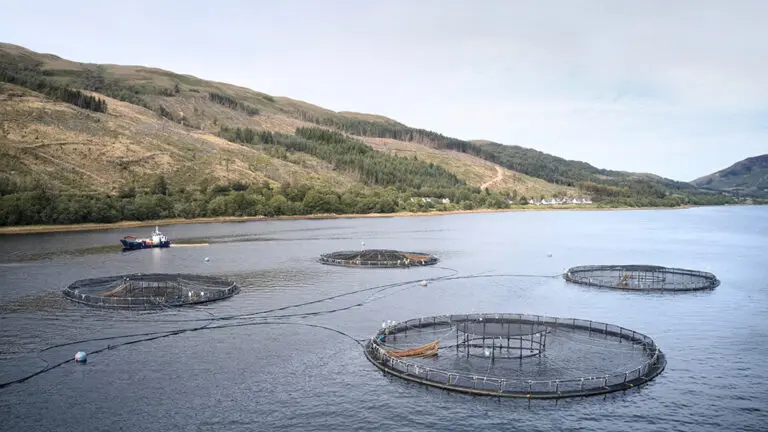 Scottish salmon farming is now adding £1 billion a year to Scotland’s economy, according to a major new independent study that underscores the sector’s growing importance to rural communities, the national supply chain and Scotland’s global reputation for high-quality food production.