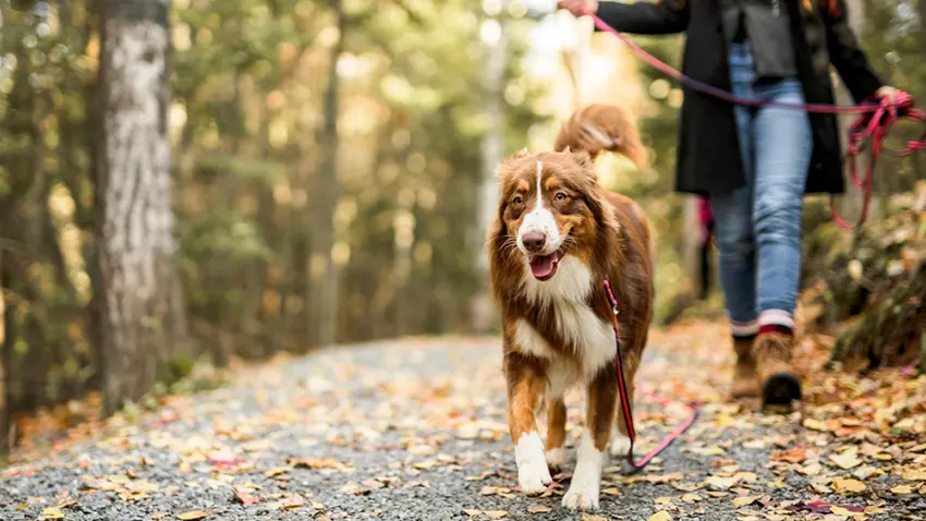 UK-based pet technology platform PetPlusU has announced its expansion into the Chinese market, marking a significant step in advancing AI-driven digital solutions within the global pet healthcare sector.