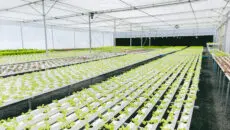 Growers who search for the best water-soluble fertilizer companies usually have a pretty down-to-earth goal: they want a nutrient program that behaves predictably when the crop and the system have zero patience for mistakes.