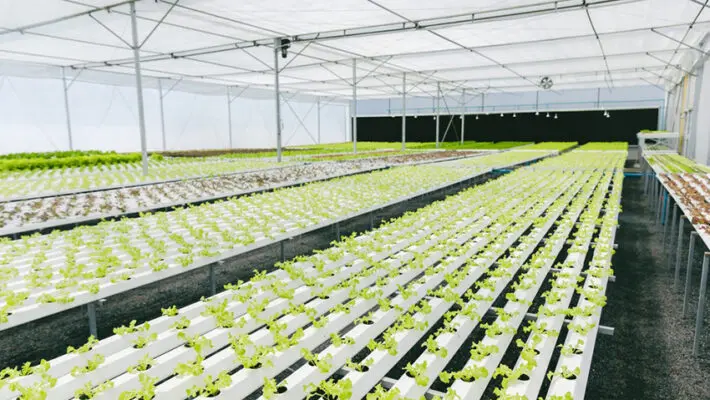 Growers who search for the best water-soluble fertilizer companies usually have a pretty down-to-earth goal: they want a nutrient program that behaves predictably when the crop and the system have zero patience for mistakes.