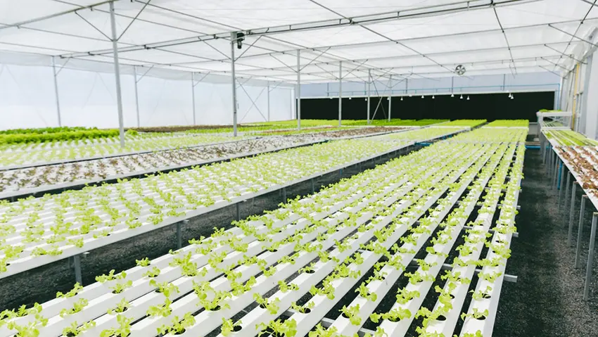Growers who search for the best water-soluble fertilizer companies usually have a pretty down-to-earth goal: they want a nutrient program that behaves predictably when the crop and the system have zero patience for mistakes.