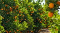 In 2022, a frozen fruit company quietly launched in Spring, Texas.