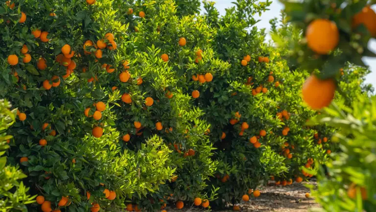 In 2022, a frozen fruit company quietly launched in Spring, Texas.