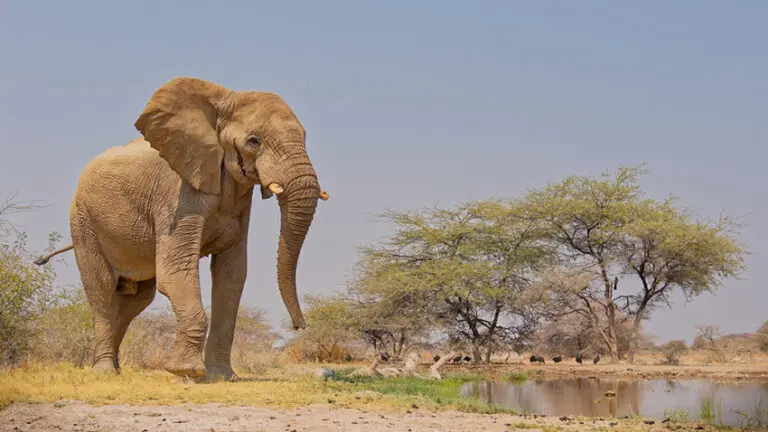 Namibia stands as one of Africa's most underrated destinations, offering dramatic landscapes, unique wildlife encounters, and adventures that rival any destination on the continent.