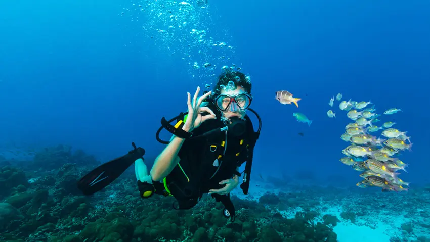 For hotels, resorts, and hospitality investors across Indonesia, a well-written Komodo Island scuba diving guide is more than a travel resource; it demonstrates how a destination can turn natural beauty, operational discipline, and guest experience into a sustainable business advantage.