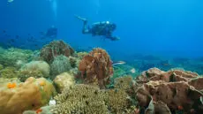 For resort owners, dive centre managers and hospitality operators, a well-written scuba diving guide in Bali, Indonesia, is more than a visitor resource; it is a bridge between guest expectations, marine responsibility and sustainable local business.