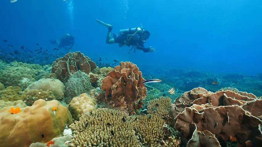 For resort owners, dive centre managers and hospitality operators, a well-written scuba diving guide in Bali, Indonesia, is more than a visitor resource; it is a bridge between guest expectations, marine responsibility and sustainable local business.