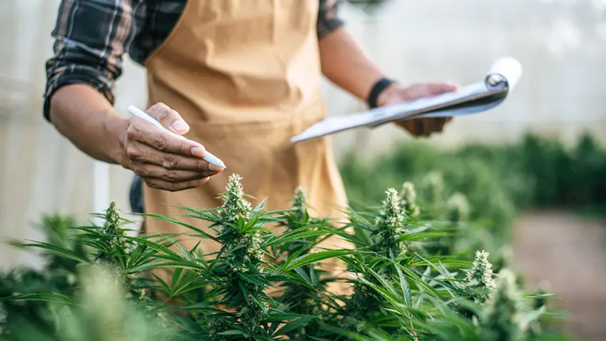 Few industries appear from nothing and reach billions in annual sales within a few years. Canada's legal cannabis sector is one of them, built from a standing start after recreational use was legalised in 2018.