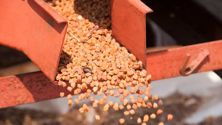 Princes has forecast the UK pea harvest at about 60 per cent yield, a second consecutive shortfall pushing Lincolnshire growers to trial chickpeas.