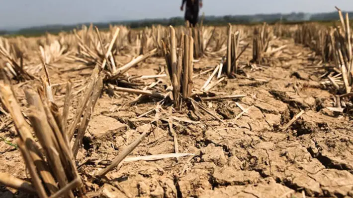 NatWest is making loan repayment holidays, interest rate reductions and temporary emergency lending with no arrangement fees available to farming customers, as drought conditions across large parts of the UK cut crop yields and put pressure on farm cashflow.