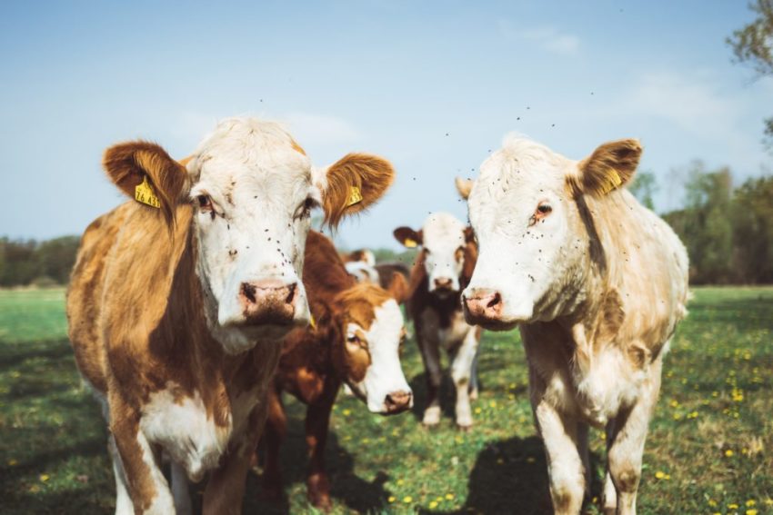 UK Farmers