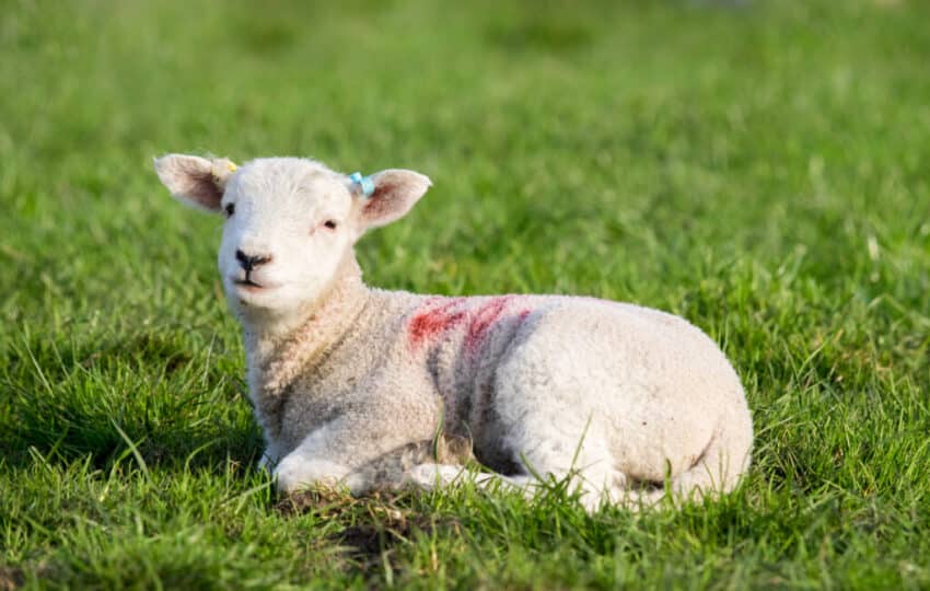 Spring Lamb
