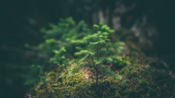 trees