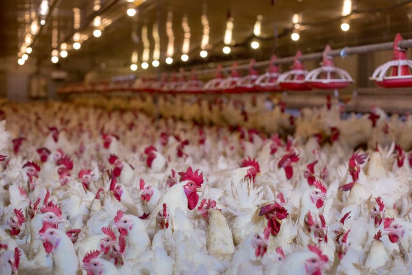 Chicken Farmers