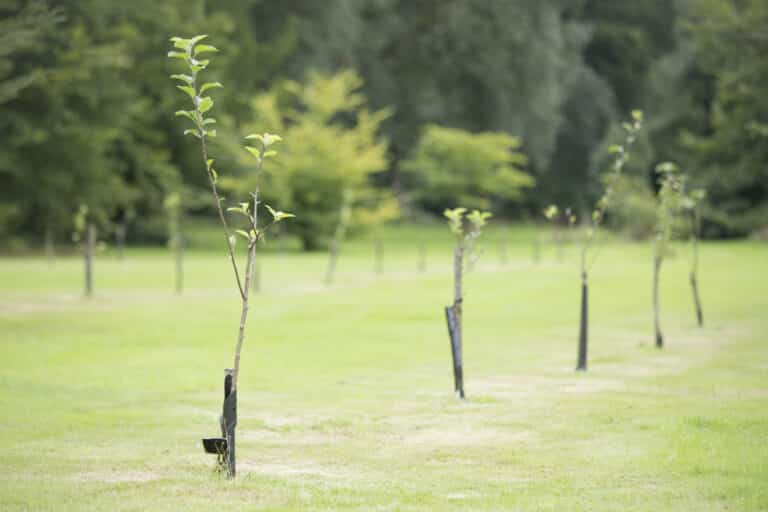 tree planting