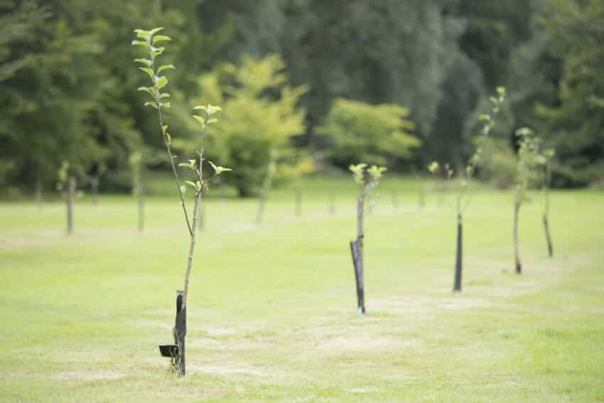 tree planting