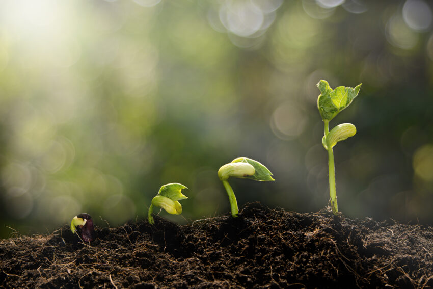 Young,Plant,Growing,In,The,Morning,Light,And,Green,Nature