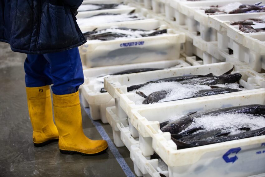 seafood-transport-dfds