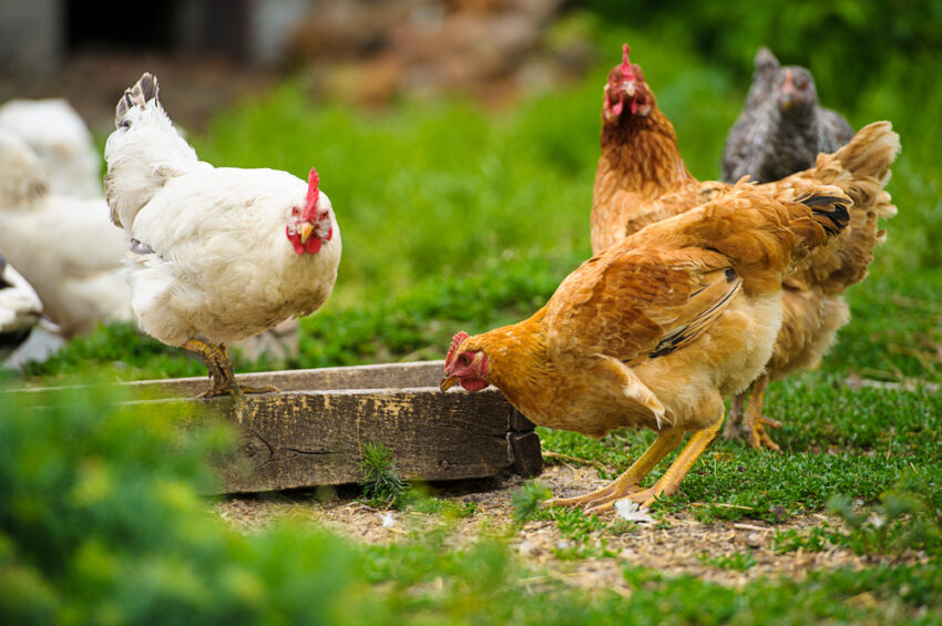 Eggs laid by hens kept indoors for months straight due to bird flu could be sold as free-range under a potential relaxing of rules.