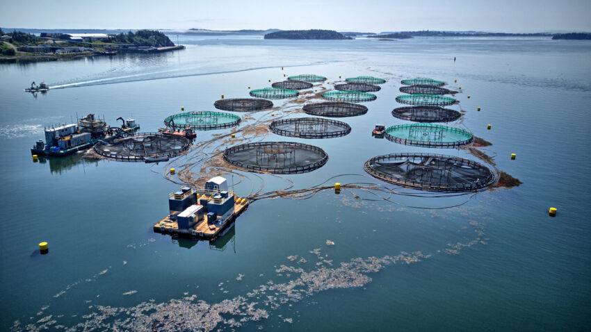 A trial of a system designed to cut red tape for fish exporters after Brexit is to end without an immediate replacement, causing dismay in the salmon industry.