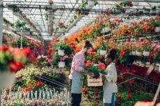 Garden,Center,Workers,Working,In,A,Greenhouse,And,Holding,Wooden