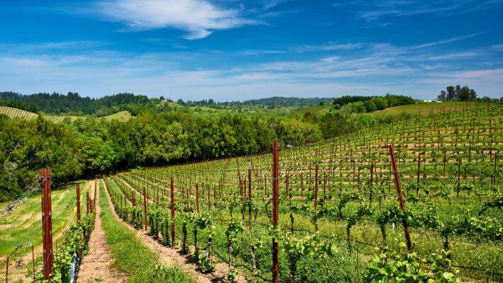 Chapel Down, the UK's premier winemaker, is up for sale as it aims to raise £30 million to expand its vineyards and meet the surging demand for English wines.