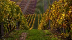 Britain’s biggest winemaker uncorks a record-breaking year as chief executive James Pennefather sticks to his audacious target of capturing 1 per cent of the global champagne market by 2035.