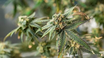Growing method, harvest handling, storage, aroma, moisture, trimming and batch testing can all influence how a flower looks, smells and holds up over time.