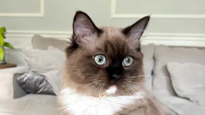 Midwest Ragdolls has been raising Ragdoll kittens in Elburn, Illinois, since 1993. Over that time, the cattery has expanded its reach well beyond its local community, with kittens now going to families across the United States, particularly throughout the Midwest.