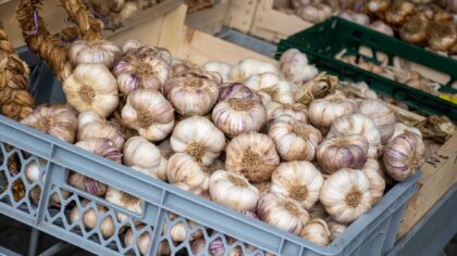 The global produce sector is a multi-billion-dollar market where efficiency, precise timing, and cold-chain integrity dictate success.